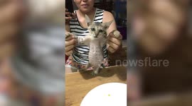 Pet kitten earns to play 'hop hop hooray' game with owner