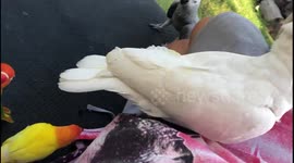Pet parrots have picnic with owner in garden