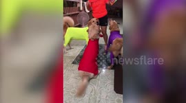 Golden Retrievers wear multi-coloured lycra body suits