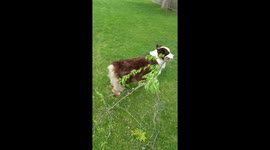 Good Boy Hauling Branches