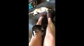 Crazy kitty meets sweet Frank dog