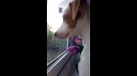 Butch the Jack Russell  tells bird out of my garden