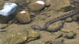 Peaceful encounter with beautiful African rock python swimming and coiling, Gashaka Gumti National Park, Nigeria.