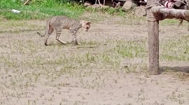 Curious cat intercepts snake, plays with it in eastern India's Odisha