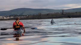 This amazing footage shows a kayaker's close encounter with a basking shark