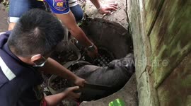 Thai rescuers save pet boar after it fell into abandoned drainage hole