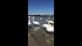 White swans on the beach