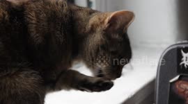 Mini (the cat) Above Cleveland