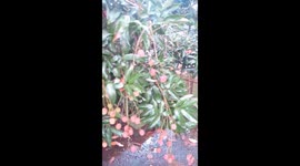 My sweet lechu tree.first time I get lechu