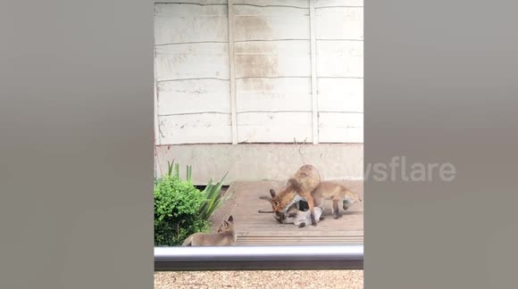 Woman discovers family of foxes under her decking - Buy, Sell or Upload ...