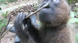 Special baby Woolly Monkey plays with a plant