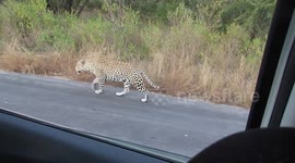 Leopard Frenzy - Leopard gets all the attention in Kruger National Park