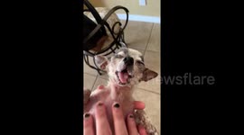 Rescue dog who lost all his teeth LOVES getting belly rubs