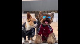 Cheeky chihuahua and yorkshire terrier model wearing sunglasses in Mexico