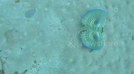 This winged 'flying gurnard' is among the ocean's weirdest fish