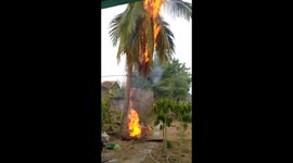 Coconut tree gutted by fire after lightning strike in southeast India