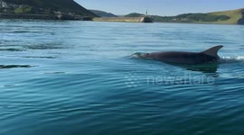 Dolphins surround a kayaker in Aberystwyth after lockdown ends
