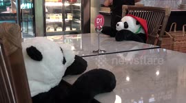 Restaurant uses cuddly panda bears on seats to enforce social distancing rules