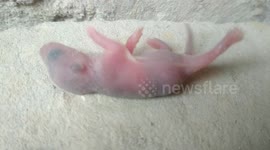 Found a baby red from a type of rodent