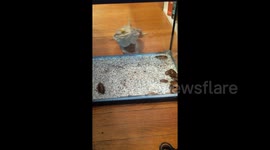 Bearded dragon confused by glass keeping him from food