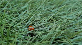 Ladybird Crawling Through Artificial Grass