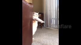 Chonky cat works on weight loss by busting a move!