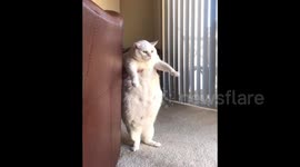 Hilarious chunky cat in San Diego works on weight loss by busting a move