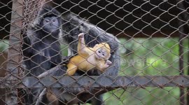 Javan Lutung Baby Born in the Middle of Coronavirus Pandemic at Bandung Zoo