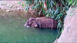 Outrage after pregnant elephant killed with explosive-packed fruit in southern India