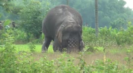 Mother elephant never gives up and rescues her baby from ditch