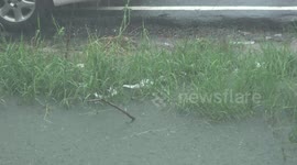 The blast from the thunder clap was so loud that it startled these ducks.