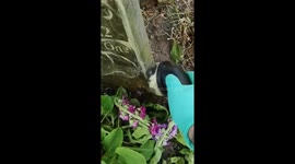 A man and his children are cleaning gravestones in local cemeteries in Cheshire, northwest England