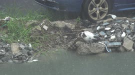 Mother duck takes a break from her children to enjoy a tropical storm.
