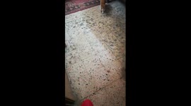 Owner Train Male Kitty With Football