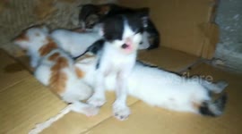 New Born Five Kitties