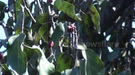 Bird calls create a soundscape, but which bird is calling? Brown-headed barbet in Mount Abu, Rajasthan, India.