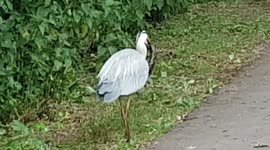 Footage shows heron in ten minute grapple with eel