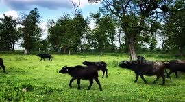 Buffalo walk in the field