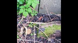 Cheeky Mole Popping Up To Say Hello