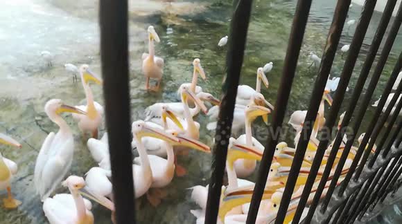Hungry Group Of Pelican Gets Crowds Attention
