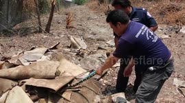 Epic struggle to catch HUGE 20ft long python living in wasteland