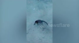 Otters visit beach in the Philippines deserted during coronavirus lockdown