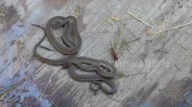 Garter Snakes uncovered