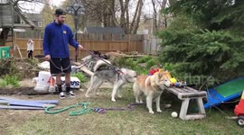 Two Alaskan Malamutes during Covid-19 lockdown Develop Friendship