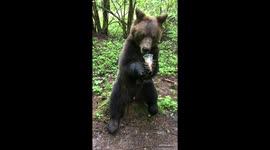 Teddy bear sits on a stump and eats apricots