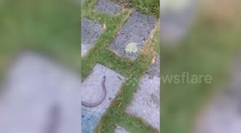 Snake Slithers Through Gaps In Brick Wall