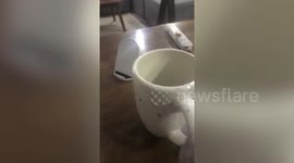 Pug makes sad face to ask owner for food