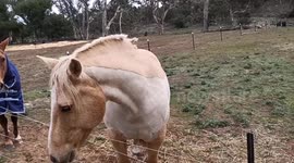 Mischievous pony tricks owner into bringing him carrots