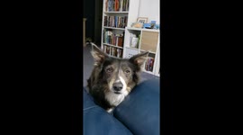 You won't believe it! This dog is on mute