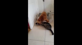 Dog reclaims it's food from cat with clever trick